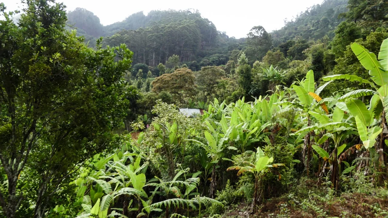 Lush farm land and resort investment property in Kodaikanal